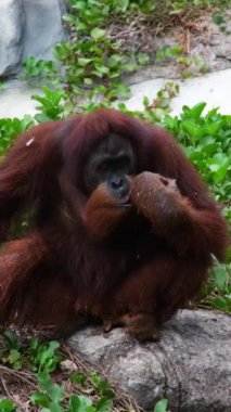 Canlı bir Sumatra ormanında bir orangutan anne ve bebeğinin yürek ısıtan görüntülerini izleyin. Bereketli gölgeliklerde gezinirken, yakın bağlarına ve eğlenceli etkileşimlerine tanık olun.
