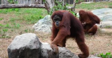 Canlı bir Sumatra ormanında bir orangutan anne ve bebeğinin yürek ısıtan görüntülerini izleyin. Bereketli gölgeliklerde gezinirken, yakın bağlarına ve eğlenceli etkileşimlerine tanık olun.