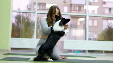 Yoga ve Corgi Yavruları rahatlama, insanlar yoga, kadınlar köpekleri okşama, egzersiz yapma, esneme hareketleri.