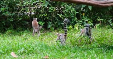 Halka kuyruklu lemur, ağacın gölgesinde oturur ve uzaklaşır. Yüksek kaliteli FullHD görüntüler