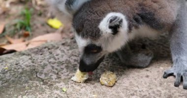 Halka kuyruklu lemur yerde yer. Yüksek kaliteli FullHD görüntüler