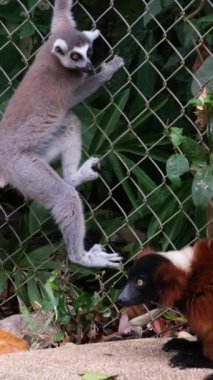 Halka kuyruklu lemur. Hayvanat bahçesindeki kafes parmaklıklarına tırmanan kırmızı Varr Lemur. - Evet. Yüksek kaliteli FullHD görüntüler
