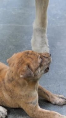 Vietnam 'da açık havada bahçe köpeği. Emziren beyaz dişi ve yavruları güneşli bir günde eğleniyor ve eğleniyorlar. Mutlu hayvanlar. Yüksek kalite 4k görüntü