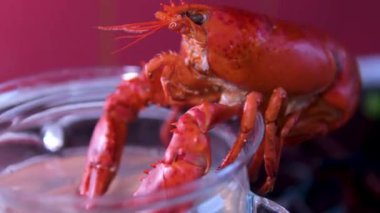 Masa tahtasında ıstakoz pişiyor. Istakoz hazırlanıyor. - Evet. Yemek videosu kapanıyor. Yüksek kalite 4k görüntü