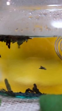 Geleneksel çay seremonisi sunumu. Şeffaf cam çaydanlıkta nefis bir iyileştirme çayı yapma sanatı. Bu sağlıklı içkinin her yudumunun dinlenme anı olduğu çay seremonisi. 