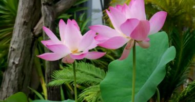 Pembe nilüfer çiçeği ve gölette yeşil yapraklar. Yüksek kaliteli FullHD görüntüler