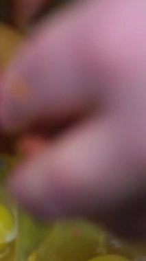 Mutfakta hamuru hazırlarken kırılan hasatçı kadın. Yüksek kalite 4k görüntü