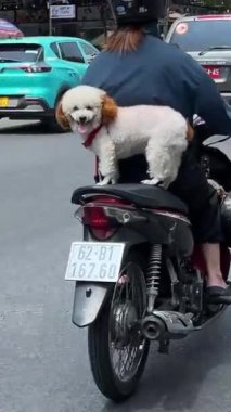 Sokak araçları, sevimli giyimli aile hayvanı, park etmiş motosiklet. Bir kanişle motosiklet sürmek Ho Chi Minh Şehri Vietnam 20.12.2024