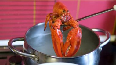 Tencereden maşayla çıkarılmış ıstakoz. Yüksek kalite 4k görüntü