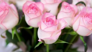 Güzel pembe güller, harika güller, doğum günü, düğün, Sevgililer Günü, Anneler Günü. Yüksek kalite 4k görüntü