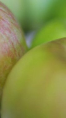 Pazarda. Ön planda tezgahta güzel renkli elmalar var. Kürsüde tahta kutulardaki büyük elmalar. Yüksek kalite 4k görüntü