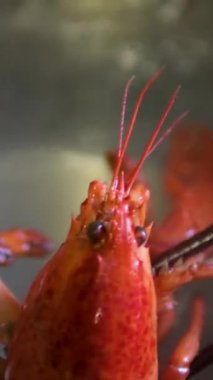 Çin Sıcak Ot Sahnesi ve Çorbadan Çalıntı Istakoz. Yüksek kalite 4k görüntü