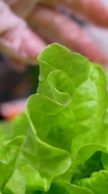 Bir kadının elleri altın bir mutfak lavabosunda marul yıkıyor. Musluktan su akıyor ve kadın mavi-beyaz çizgili bir gömlek giyiyor. Yüksek kalite 4k görüntü