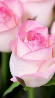 Güzel pembe güller, harika güller, doğum günü, düğün, Sevgililer Günü, Anneler Günü. Yüksek kalite 4k görüntü