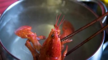 Çin Sıcak Ot Sahnesi ve Çorbadan Çalıntı Istakoz. Yüksek kalite 4k görüntü