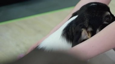 Yürek ısıtan bağ: Genç bir kadın Corgi köpeğini evde sever ve ona tapar. Yoga ve Corgi Yavruları rahatlama, insanlar yoga, kadınlar köpekleri okşama, egzersiz yapma, esneme hareketleri.