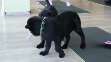 Evcil köpek Labrador insanları kadın rahatlar. Mutlu taşınmalar. Mizah gülüşü, müzik, komik dans, çılgın neşe, sevimli köpek yavrusuyla kanepede oynaşmak gençlik kültüründe hayat dengesi.. 