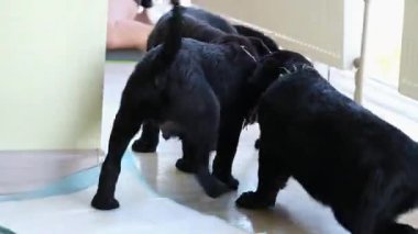 Evcil köpek Labrador insanları kadın rahatlar. Mutlu taşınmalar. Mizah gülüşü, müzik, komik dans, çılgın neşe, sevimli köpek yavrusuyla kanepede oynaşmak gençlik kültüründe hayat dengesi.. 
