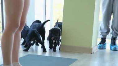 Evcil köpek Labrador insanları kadın rahatlar. Mutlu taşınmalar. Mizah gülüşü, müzik, komik dans, çılgın neşe, sevimli köpek yavrusuyla kanepede oynaşmak gençlik kültüründe hayat dengesi.. 