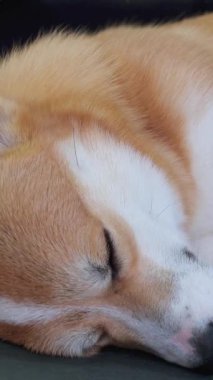 Yürek ısıtan bağ: Genç bir kadın Corgi köpeğini evde sever ve ona tapar. Yoga ve Corgi Yavruları rahatlama, insanlar yoga, kadınlar köpekleri okşama, egzersiz yapma, esneme hareketleri.