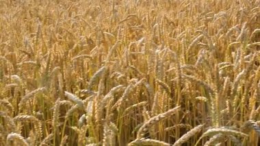 tarım buğday tarlası. Çiftlikte buğday yetiştiriyorum. Altın buğday hasadı. Yaprak yetiştiren tahıllar endüstriyel tarım arazileri. Ekolojik doğa tarım buğday tohumu kavramı. Olgun bahis sahası. sağlıklı 