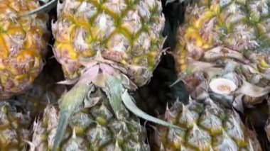 Hasat edilmiş olgun ananas yığını. Büyük miktarda taze ananas hasat edilmiş yakın çekim videosu. - Evet. Yüksek kalite 4k görüntü