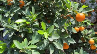 mandalina ağacı. Meyveli portakal ağacı. Yüksek kalite 4k görüntü