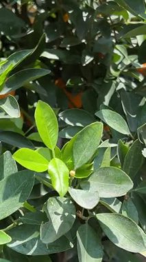 mandalina ağacı. Meyveli portakal ağacı. Yüksek kalite 4k görüntü