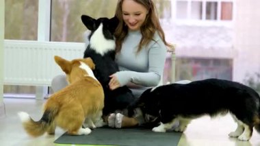 Corgi Puppies Kız kulaklarının arkasını kaşıyan sevimli köpek evde otururken yakın çekim. Gülümseyen kadın, sevimli, mutlu evcil hayvanı okşuyor ve tüylü yünün tadını çıkarıyor. Neşeli köpek sahibi aşkını ifade ediyor