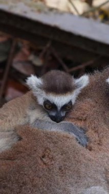 Lemur Catta bebeğine sarılıyor. Yüksek kaliteli FullHD görüntüler