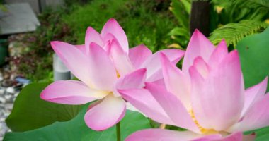 Pembe nilüfer çiçekleri bir su deposunda ortaya çıktı. Yüksek kaliteli FullHD görüntüler