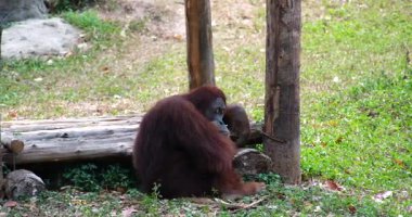 Hayvanat bahçesindeki ahşap kulede oturan Orangutan. Yüksek kaliteli FullHD görüntüler