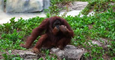 Bornean Orangutan Pongo pigmaeus, yağmur ormanı habitatının yemyeşil yeşiliyle çevrili ağaç tepesinde oturur. Yüksek kaliteli FullHD görüntüler