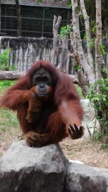 Orangutan ya da Pongo Pygmaeus bir kayanın üzerinde oturup hayvanat bahçesi çevresinde oynarken yakalanır. Yüksek kaliteli FullHD görüntüler
