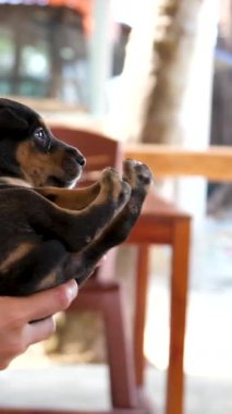 Küçük bir köpek yavrusu tutan dişi eller anne köpeklere koruma amaçlı aşk hayvanlarıyla çıkan annesinin bebeğini koklamasını gösteriyor. Yüksek kaliteli FullHD görüntüler