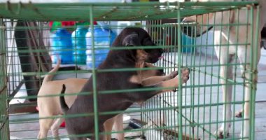 Yavruları kafes güvenliğine koyun. Anne köpek, sokak köpeklerini hayvan barınağında kafese koyun. Demir kafeste başıboş köpekler. Fakir ve aç sokak köpekleri. Barınaktaki kafeste evsiz köpekler.. 