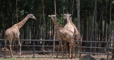 Hayvanat bahçesinde iki yetişkin zürafanın ağaç dalları ve yaprakları kaplamalarını gösteren yakın çekim videoları. Yüksek kalite 4k görüntü