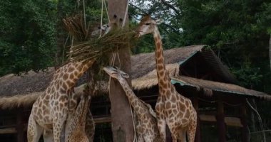 Güzel zürafalar bir ağacın yapraklarını yiyorlar ve Ulusal Park 'taki arazide dolaşıyorlar. Yüksek kaliteli FullHD görüntüler