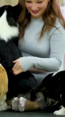 Corgi Puppies Kız kulaklarının arkasını kaşıyan sevimli köpek evde otururken yakın çekim. Gülümseyen kadın, sevimli, mutlu evcil hayvanı okşuyor ve tüylü yünün tadını çıkarıyor. Neşeli köpek sahibi aşkını ifade ediyor
