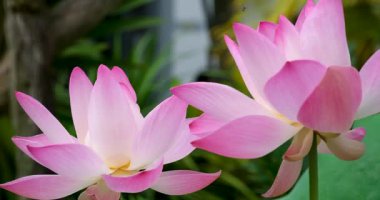 Canlı, pembe bir nilüfer çiçeğinin çiy damlalarıyla süslenmiş nefes kesici yakın çekimi, narin yapraklarını sakin bir doğal ortamda sergiliyor. Doğa aşıkları için mükemmel. Yüksek kaliteli FullHD görüntüler