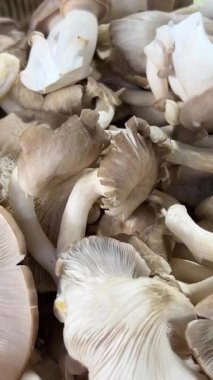 Canlı doğal ışıklandırmayla piyasa ortamında sergilenen taze istiridye mantarları. Yüksek kalite 4k görüntü