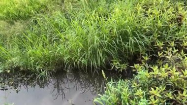 Japon çeltik tarlasında rüzgarda sallanan pirinç kulağı. pirinç tarlada suda yetişir.