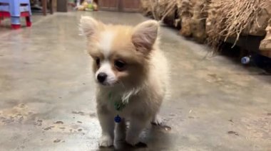 Modern Oturma Odasında Şirin Fluffy Puppy. Yüksek kalite 4k görüntü