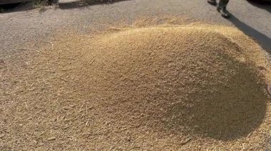 İşçiler fabrikada pirinç kurutuyorlar. İnsanlar buğday, Vietnamlı pirinçleri elliyor saman tepsileri dışarıda sıcakta çalışıyor. Yüksek kalite 4k görüntü