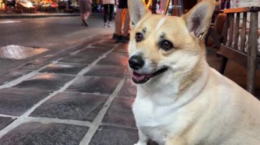 Yazın sıcak havadan dolayı soluk soluğa kalan turuncu kahverengi şişko köpek. Yüksek kalite 4k görüntü