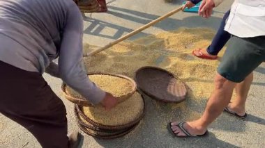 İşçiler fabrikada pirinç kurutuyorlar. İnsanlar buğday, Vietnamlı pirinçleri elliyor saman tepsileri dışarıda sıcakta çalışıyor. Yüksek kalite 4k görüntü