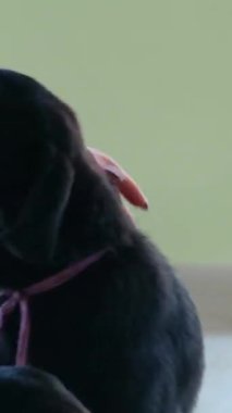 Genç bir kadın evinde, kanepede oyuncak teriyeriyle ya da mini pinscher 'iyle oynarken komik etkileşimler. Köpekler sahibini yalıyor ve neşe içinde kuyruklarını sallıyorlar. Dikey görüntü. Yüksek kalite 4k görüntü