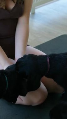 Gençler ve evcil köpekler sağlıklı yoga aktivitelerine girişiyor. Yüksek kalite 4k görüntü