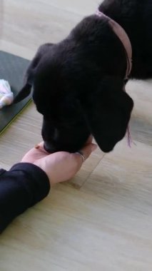 Şekerlemeli insan elleri ve şirin köpek yavrusu dachshund. Temel köpek eğitiminin nişan alma yöntemi, evcil hayvan oturmayı öğrenir, kalır ve bir parça yiyeceğin ardından yalan söyler. Yüksek kalite 4k görüntü