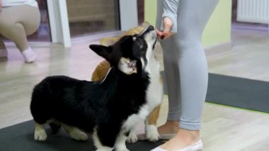 Sahibi tarafından özel bir fırçayla taranmış şirin bir Corgi köpeği. Bir kadın köpeğine bakar. Çevre dostu Hayvan Tüyleri Temizleme. Minimalist Hayvan Bakımı ve Temizlik. Yüksek kalite 8K görüntü